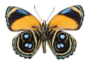 Callicore eunomia (form or abberation) 294393 (Internet Image property of respective owner, non-commercial use only)